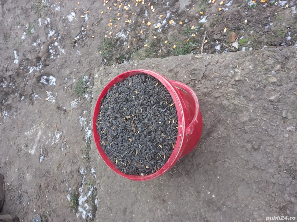 vand floarea soarelui