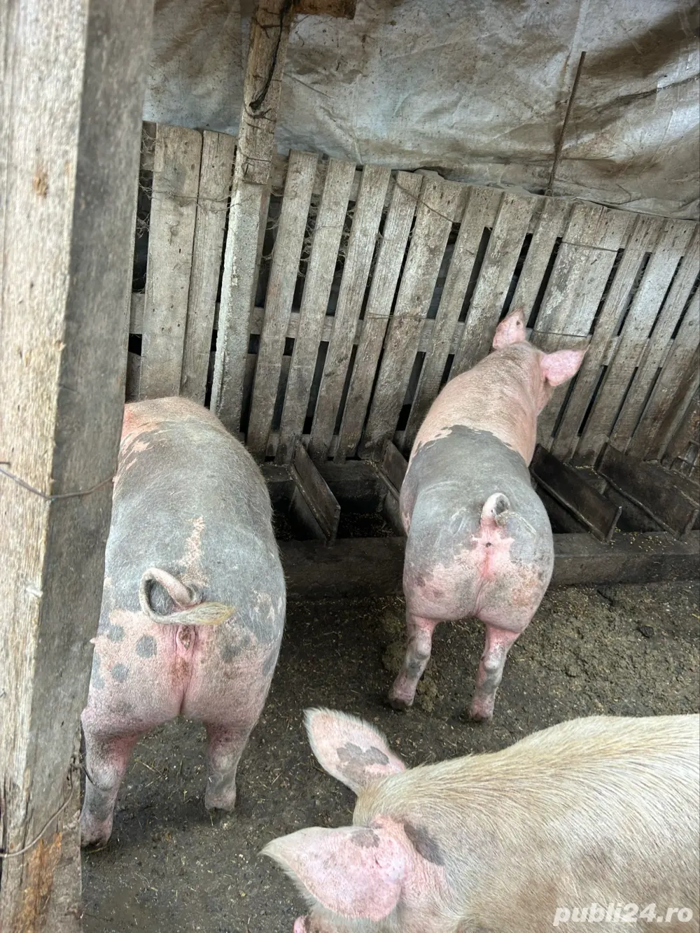 Vand un porc in jur de 180 kg 