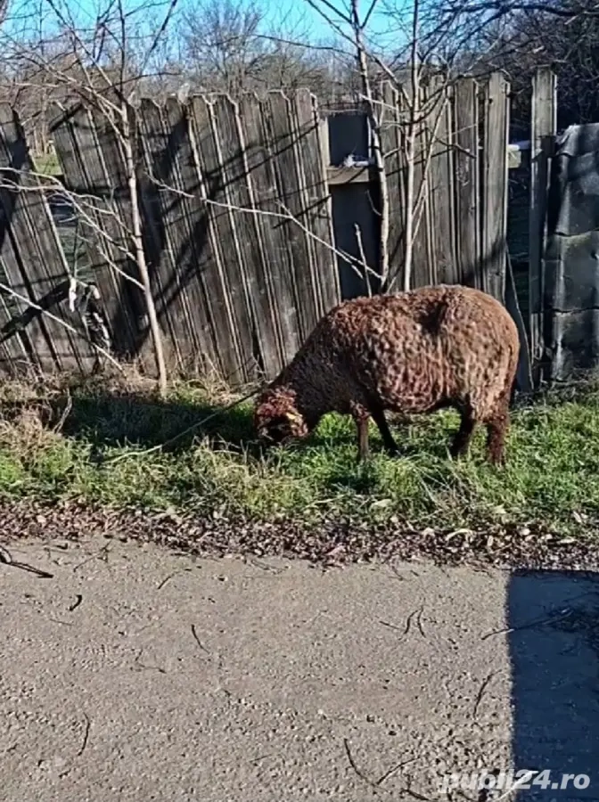 Vând 8 oi tinere gestante se cunosc bine de miel se afla în județul Brăila sat lanurile preț 50 