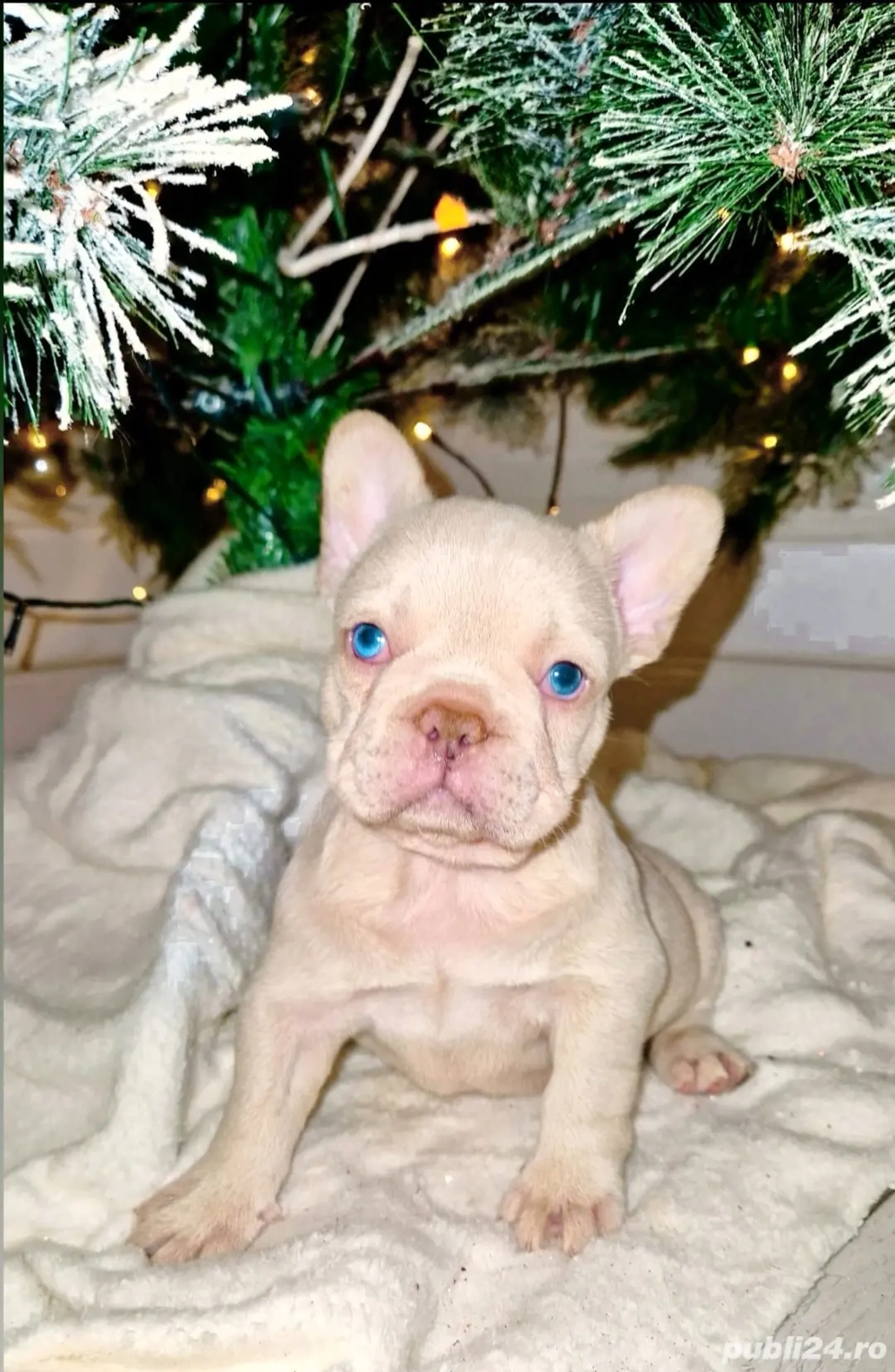 Bulldog Francez Platinum Pink si Cream