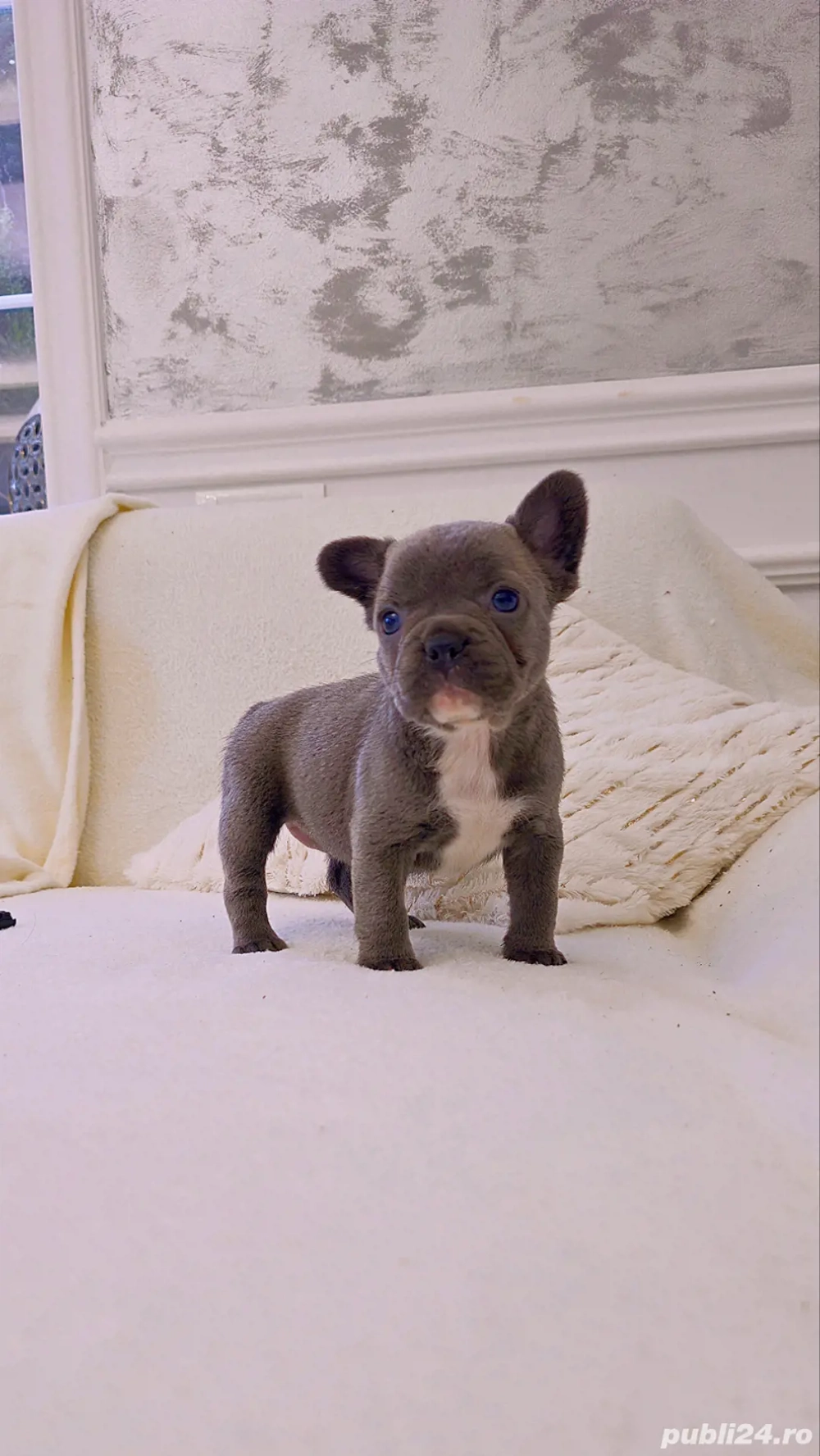 Bulldog francez Blue 