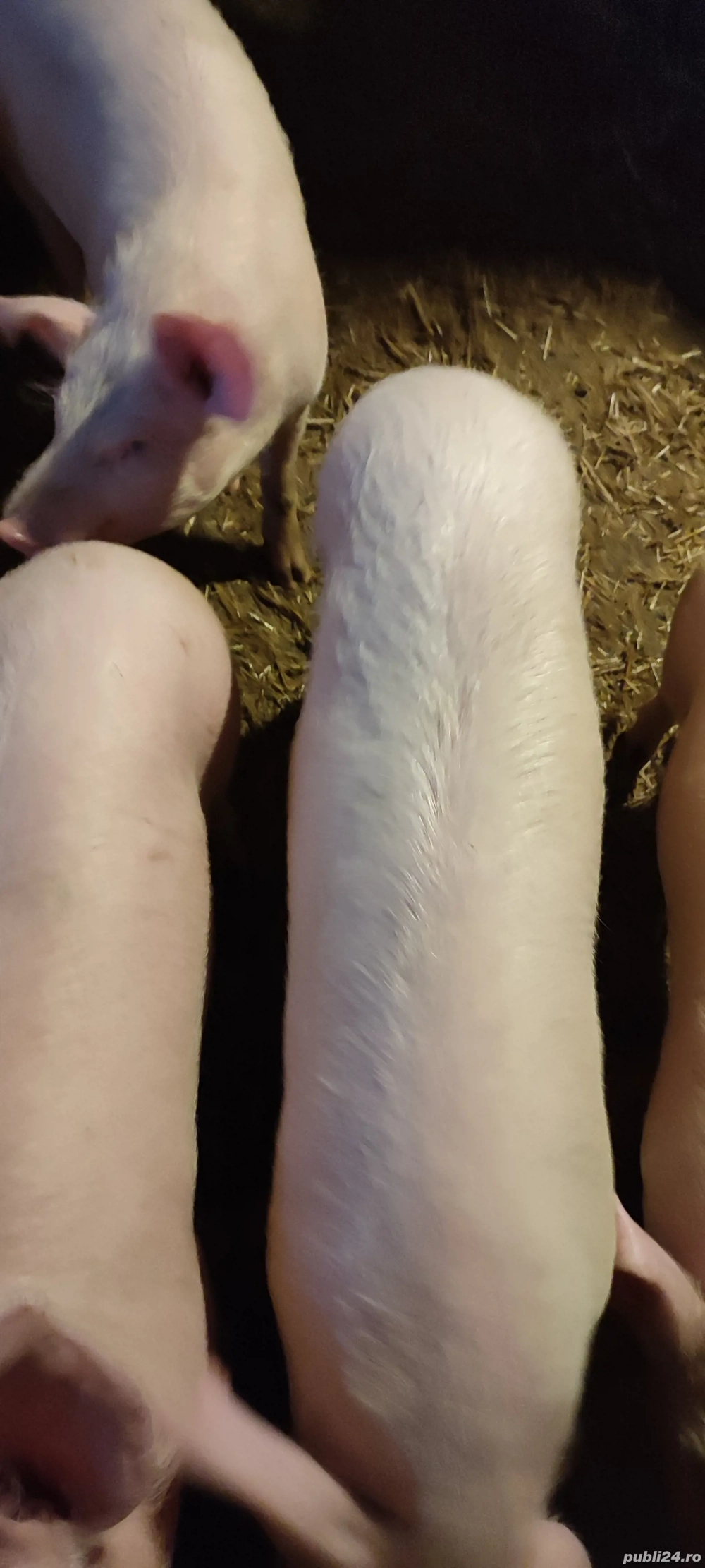 soldani 4 luni frumosi mincaciosi 