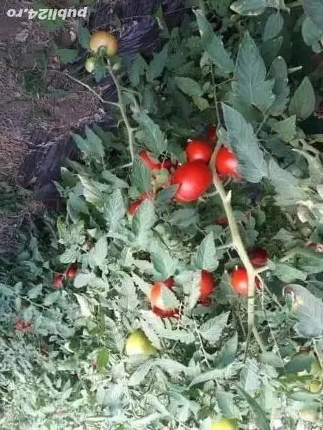 angajez muncitori in România 