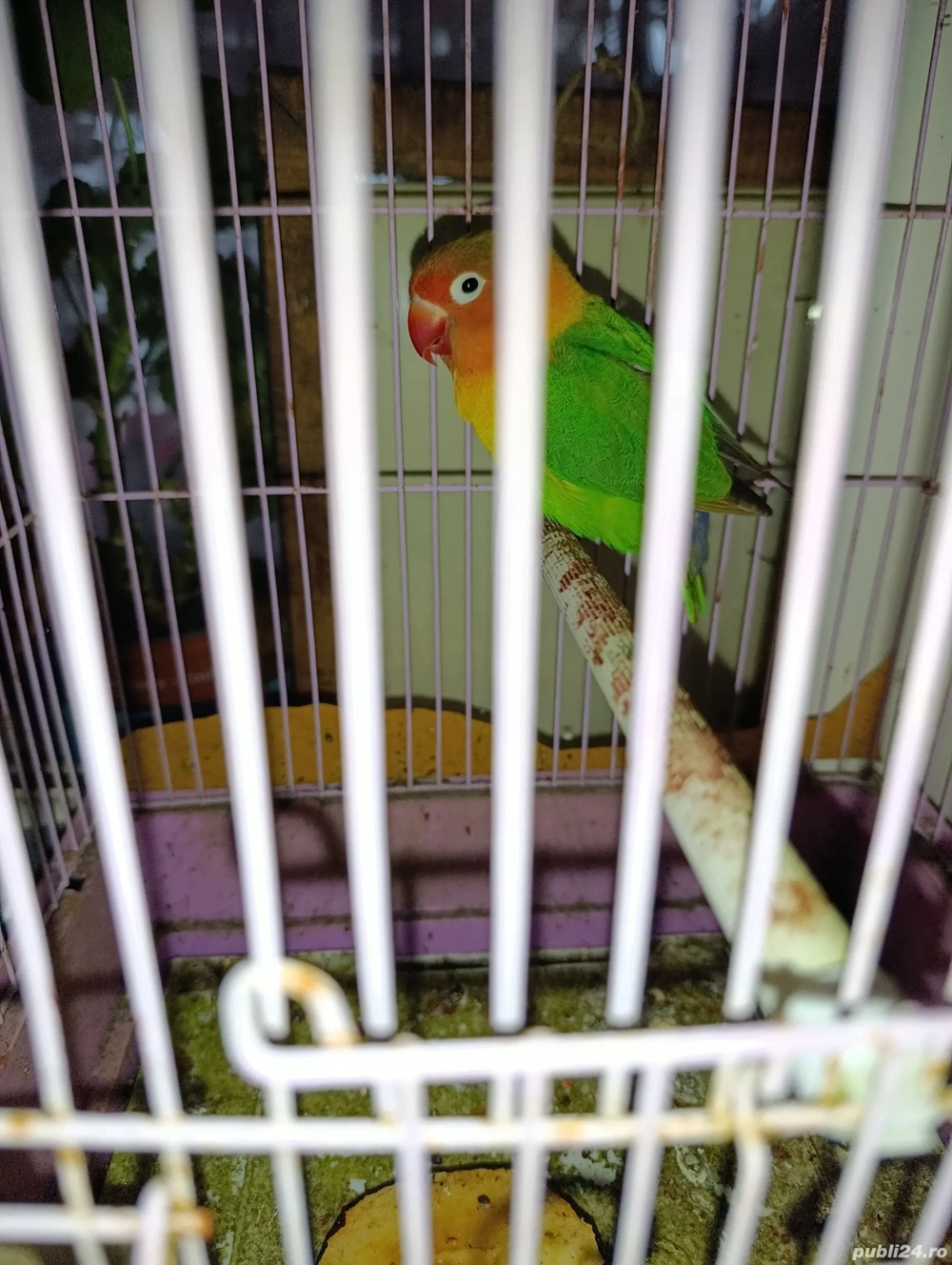 vand sau schimb agapornis