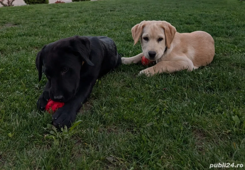 Labradori catei 10 luni