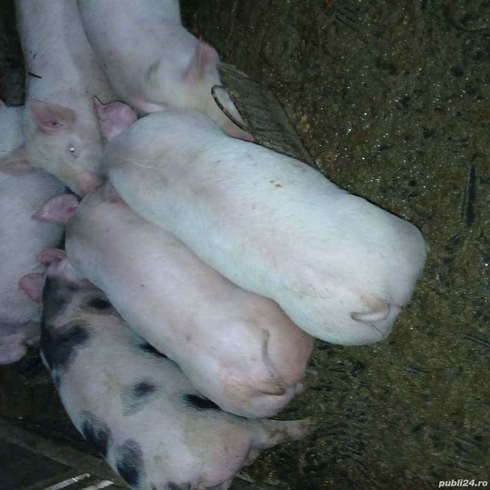 Vand purcei rasă pietran 