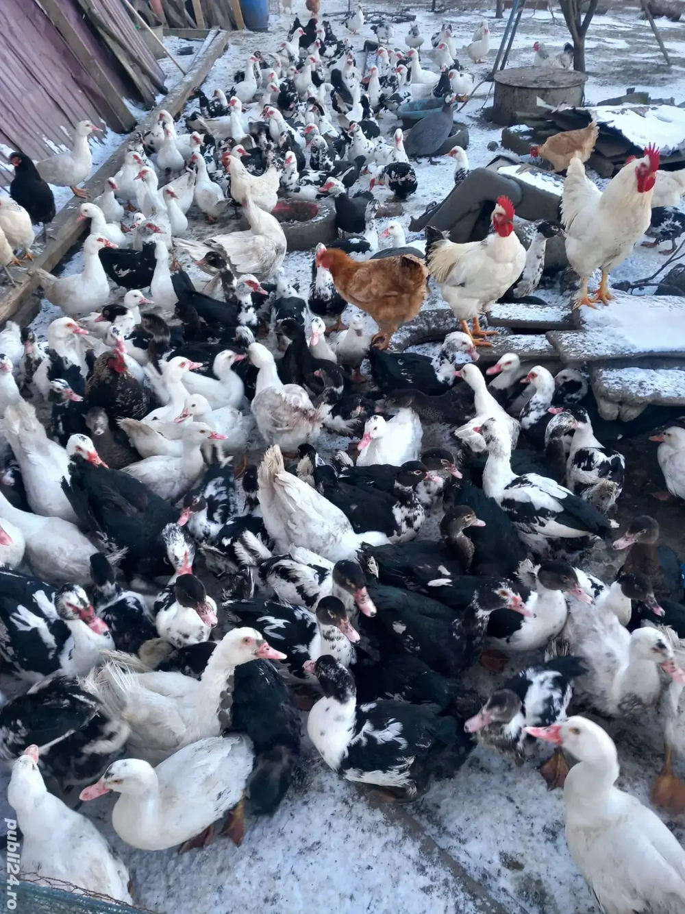 rațe gotice(lesesti.mute)