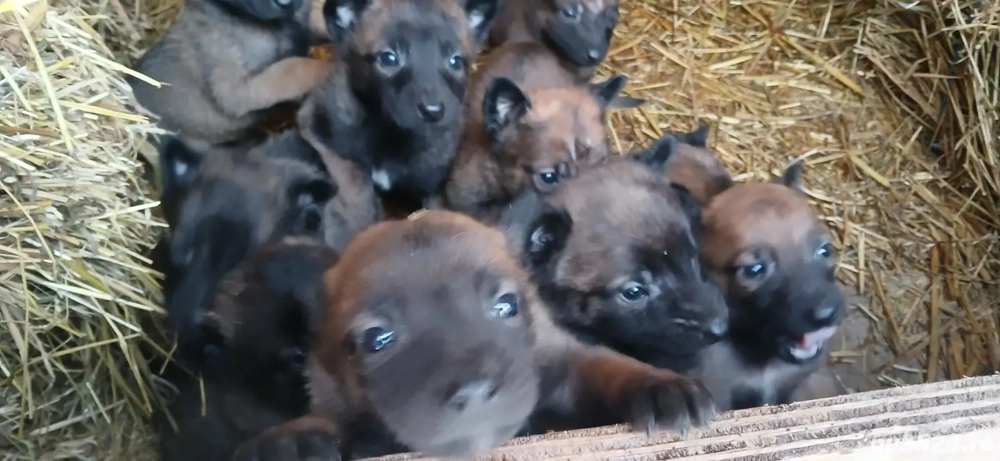 Ciobanesc belgian malinois