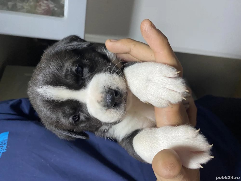 Căței Amstaff+Ciobanesc de Bucovina