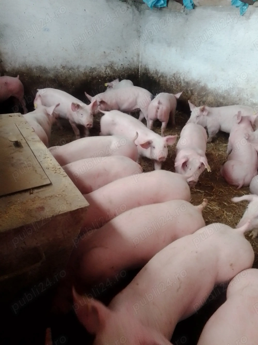 Vând purcei de carne 