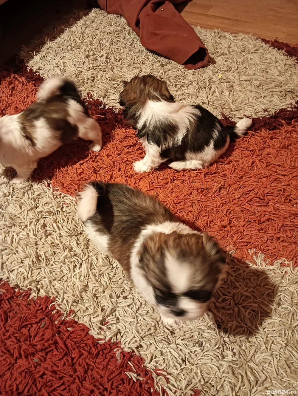 Vând 4 cățelușe shihtzu 