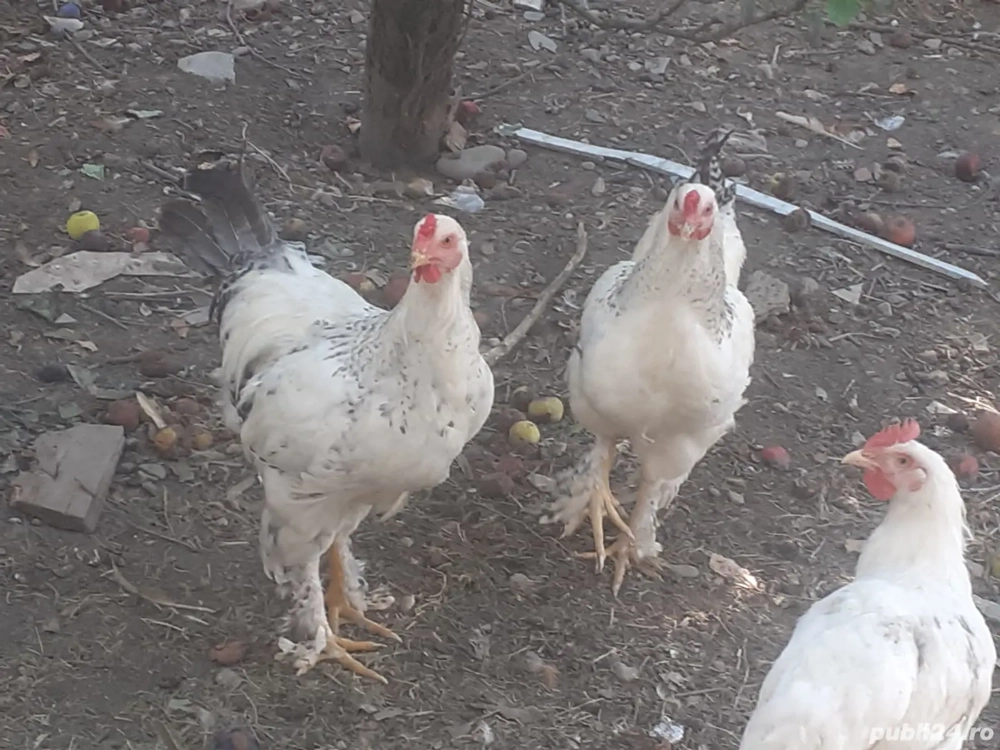 cocosi 100 ron Australorp, 120 Ron Brahma
