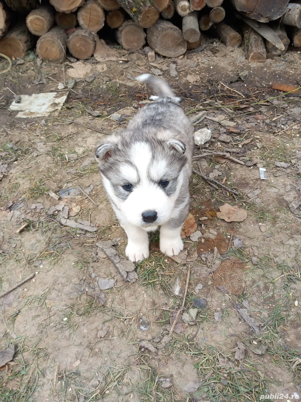 Vând pui husky siberian