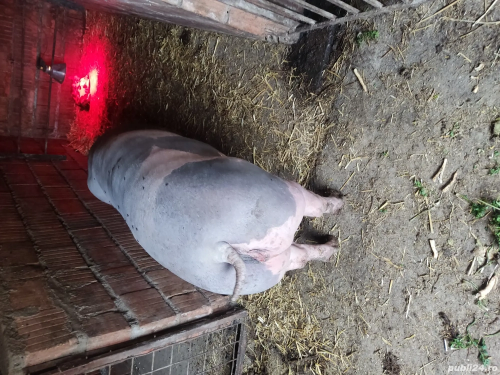 porci pietrain belgian