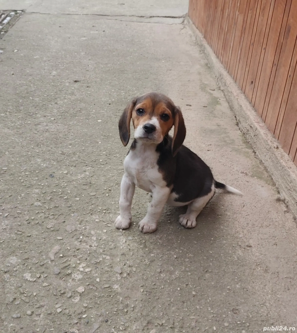 Cătelușă Beagle