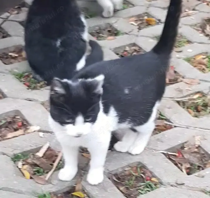   Pisicuta de 4luni spre adoptie