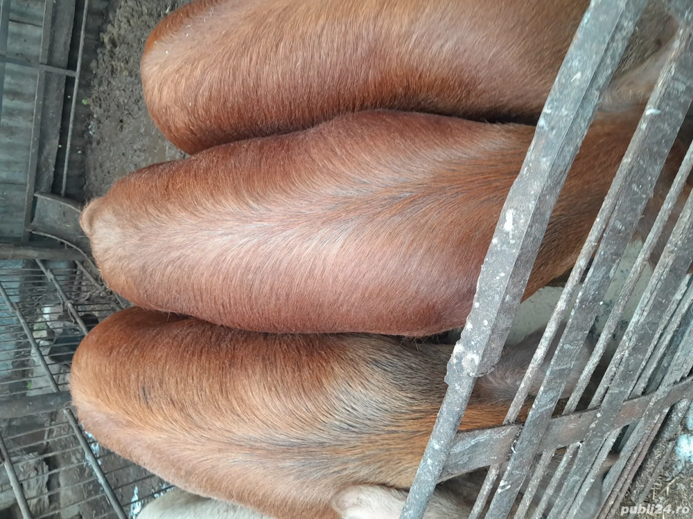 Vând porci și scrofite de prasila