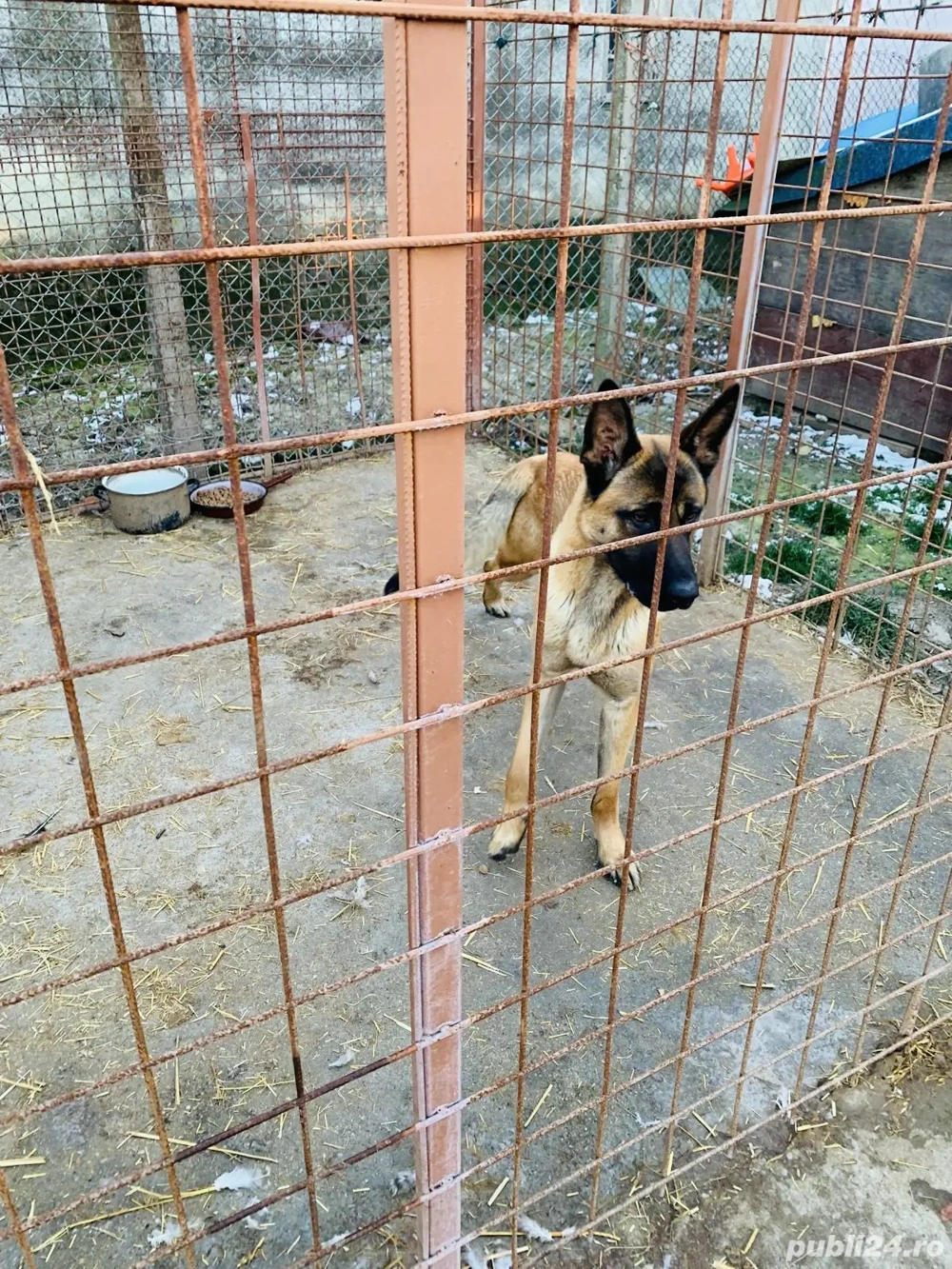 Donez caine ciobanesc belgian