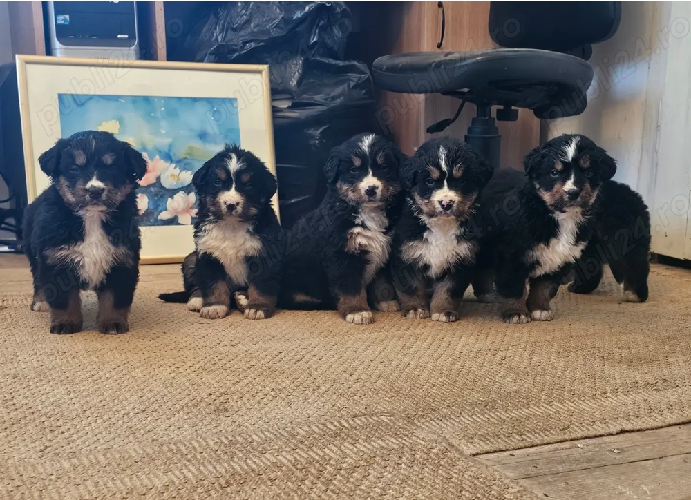 Disponibili pui Ciobanesc de Berna