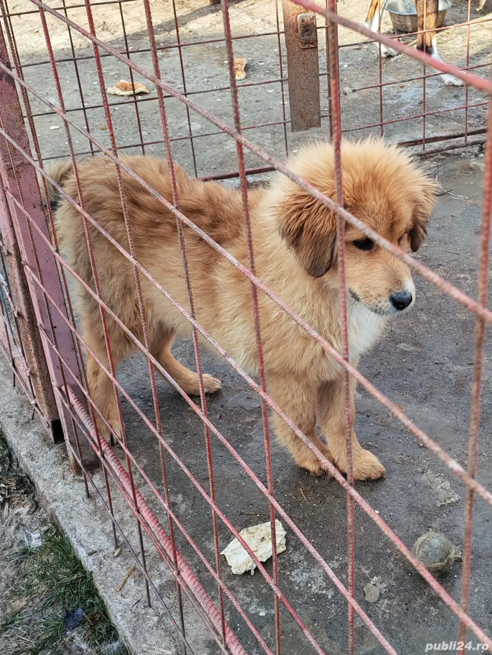 Câini ciobănesc pui Tibetan 
