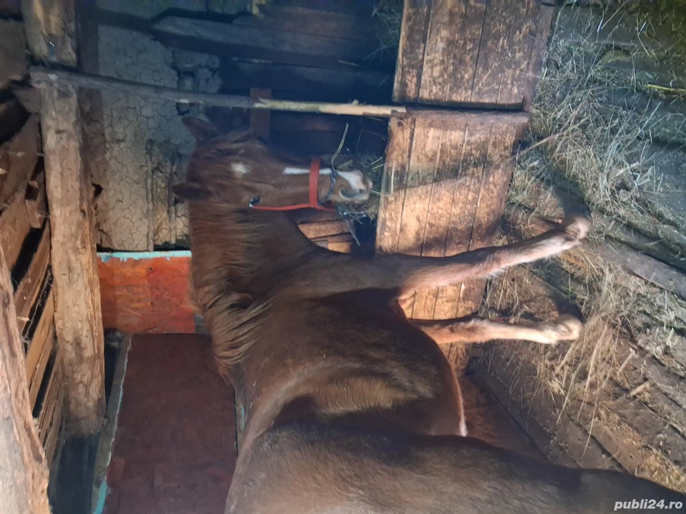 Vand carlana foarte cuminte vsrsta 2 ani