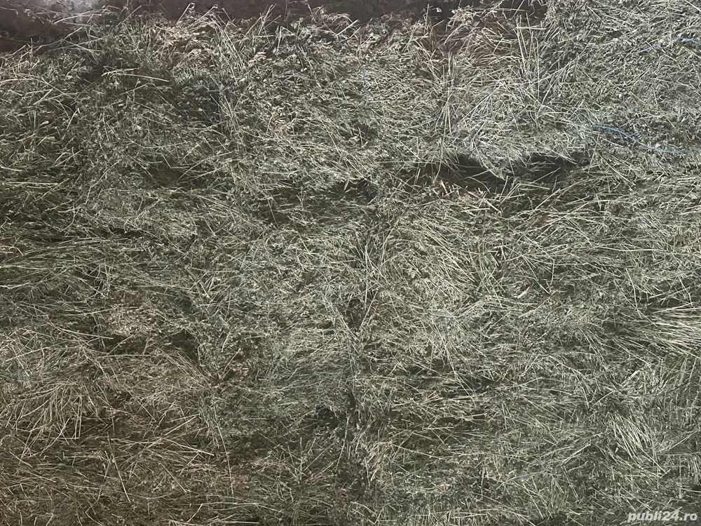 Vând baloți lucernă 2025