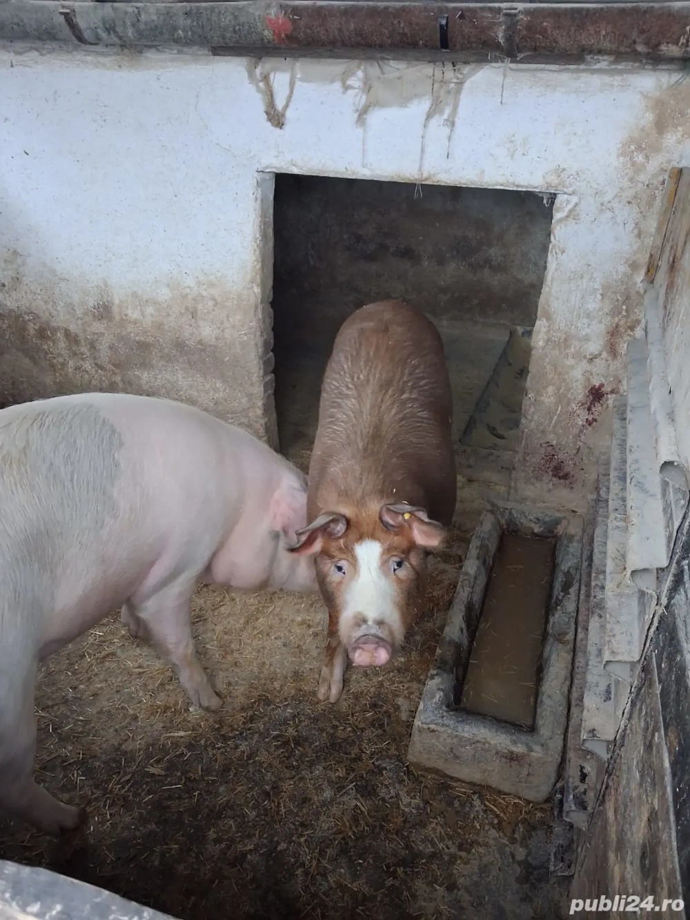 Porci grasuni de vanzare