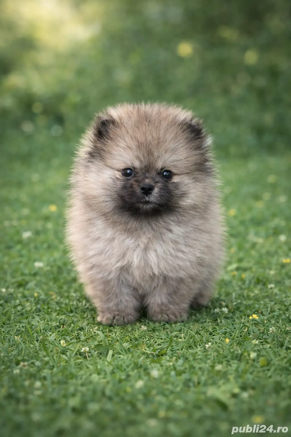pameranian talie mică 