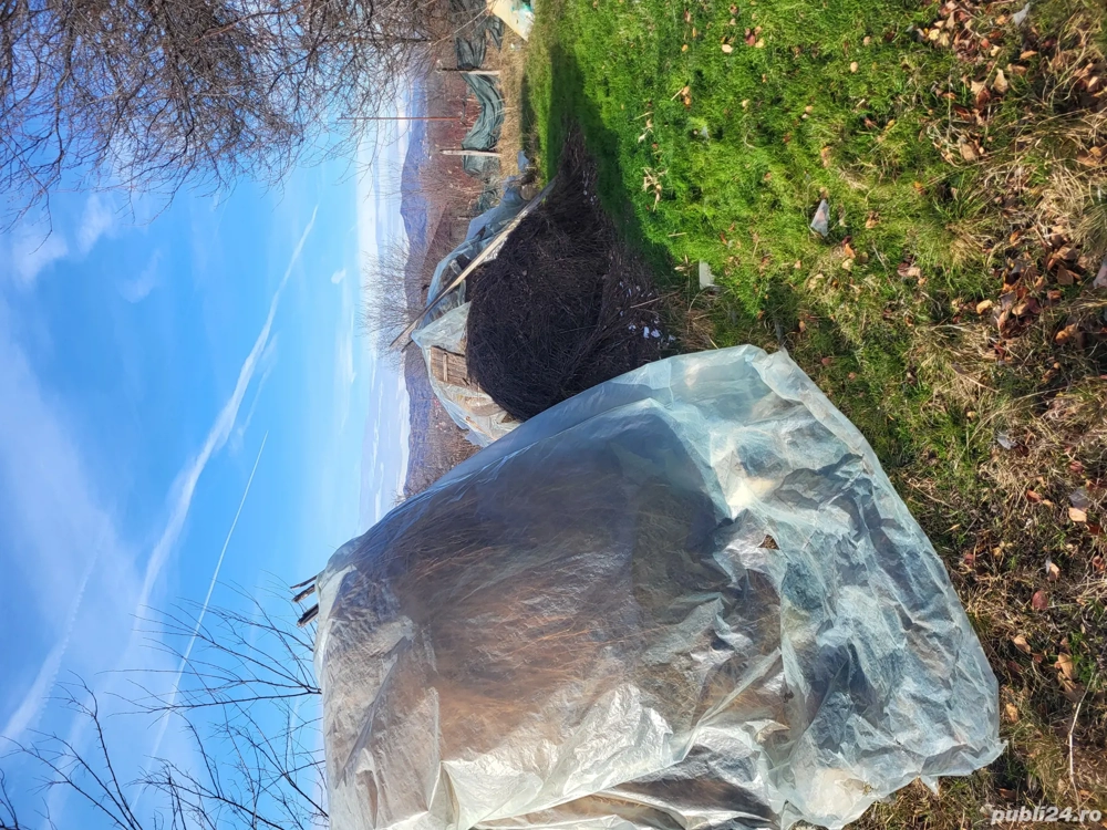 vand fan pt animale,campina prahova