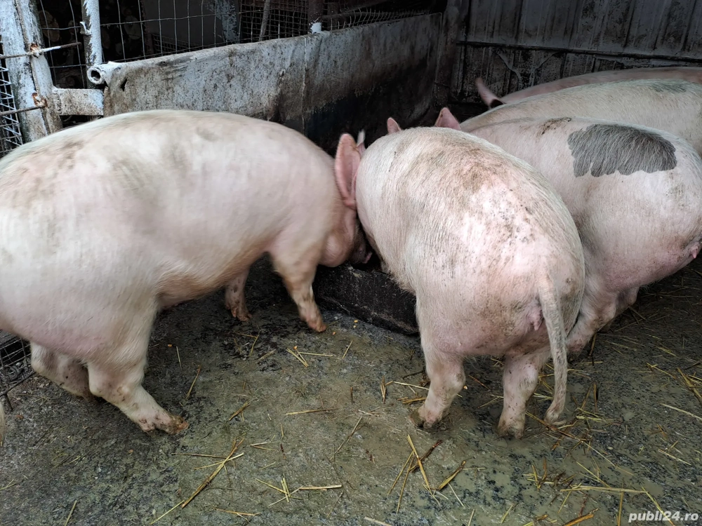 Vand grasuni la 65-75 kg preț de crescator