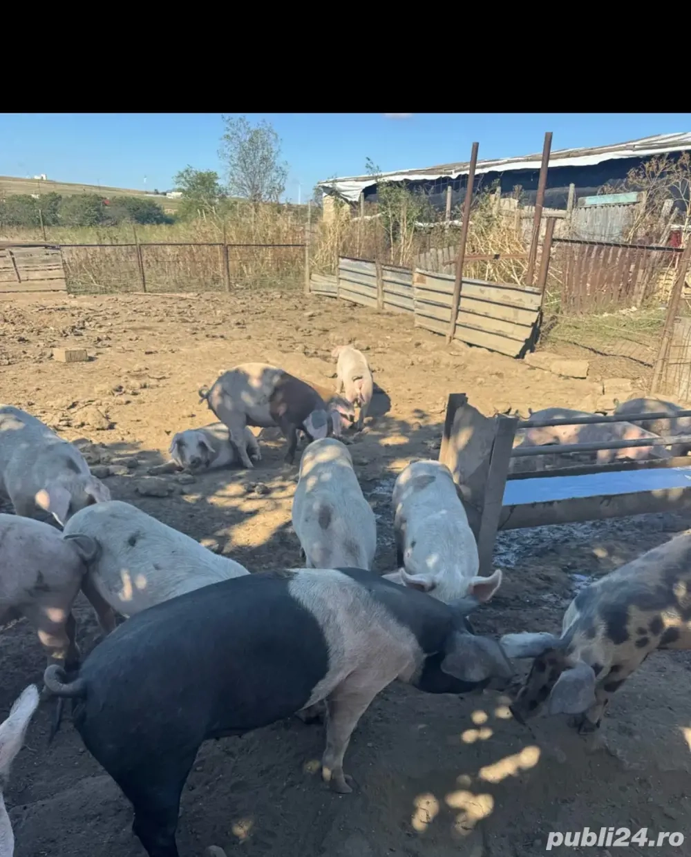 vand porci intre 90-120 kg 