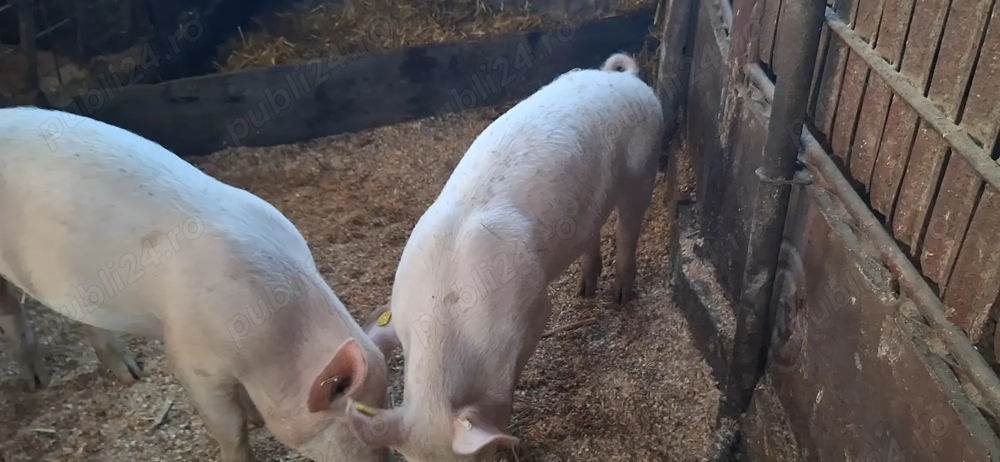 Scrofita metis marele alb  pentru reproductie cat si pentru sacrificat 