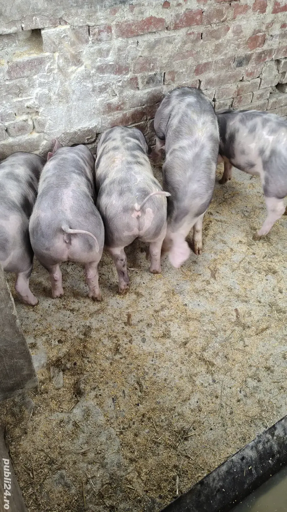 purcei pietrain de vanzare 