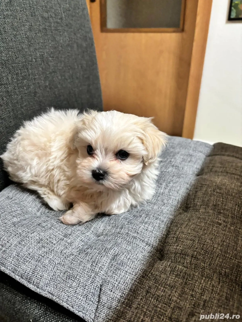Bichon maltez mini toy de vanzare