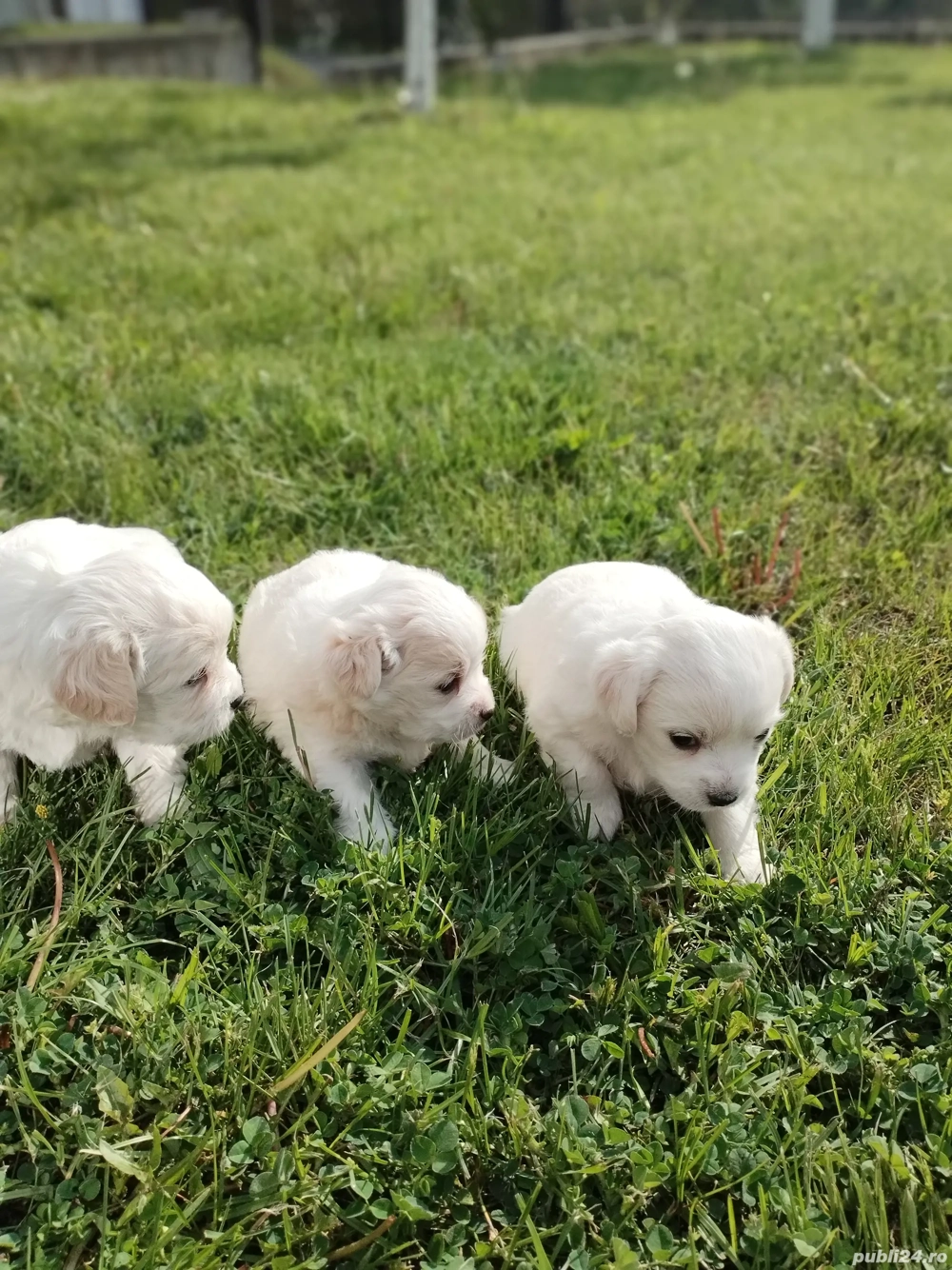 Catelusi bichoni foarte jucăuși