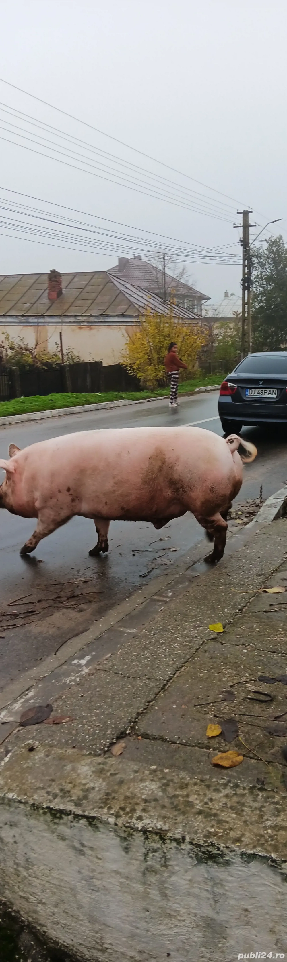 Vând porci marele  alb