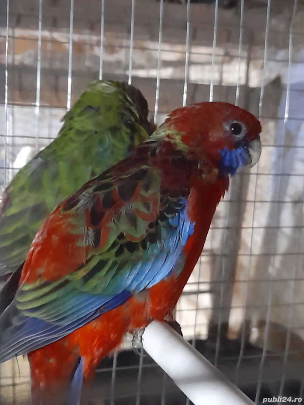 papagali rosella 