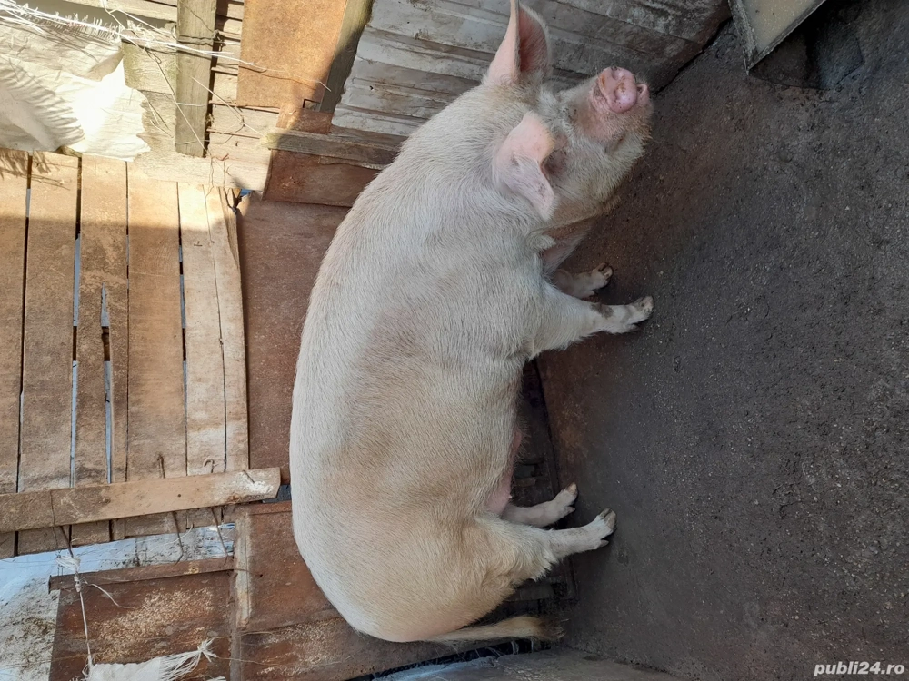 Porc de vânzare 