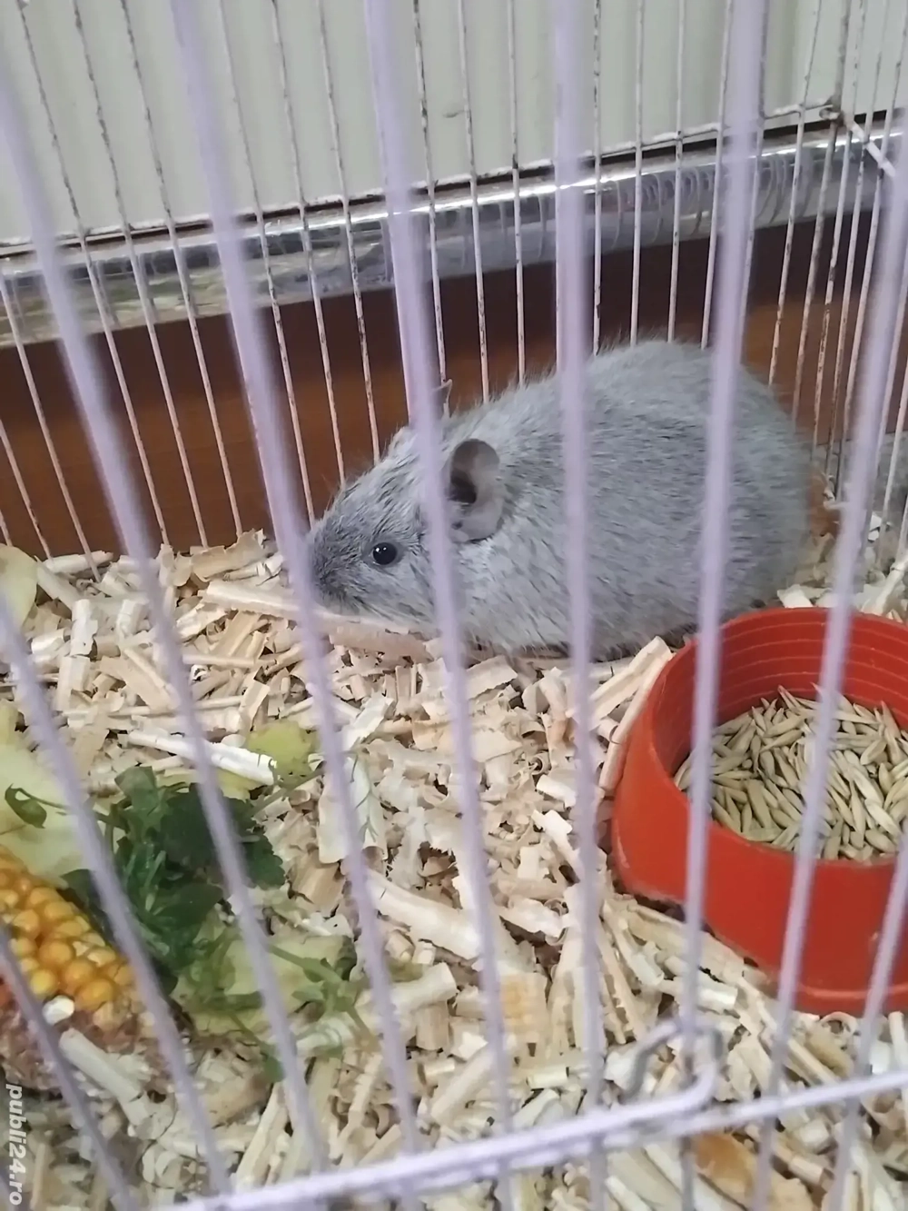 veverita degu blue    