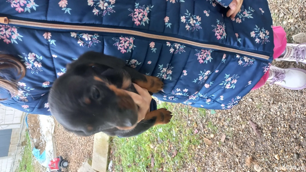 Vand pui catel teckel