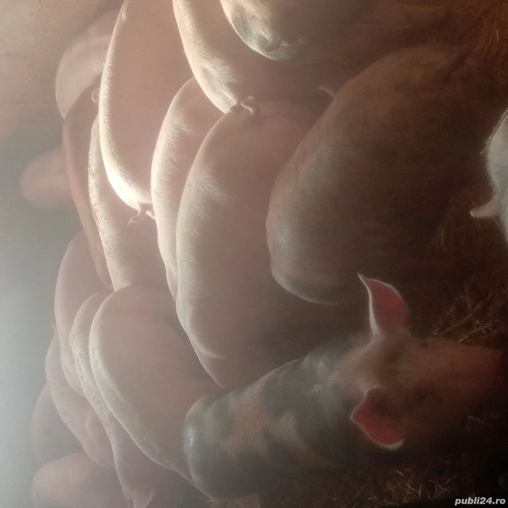 purcei și porci mari 