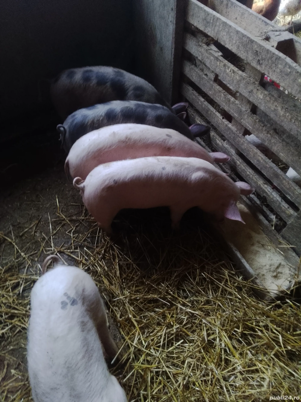 Vând șoldani mai sunt disponibili cei 2 sarcati