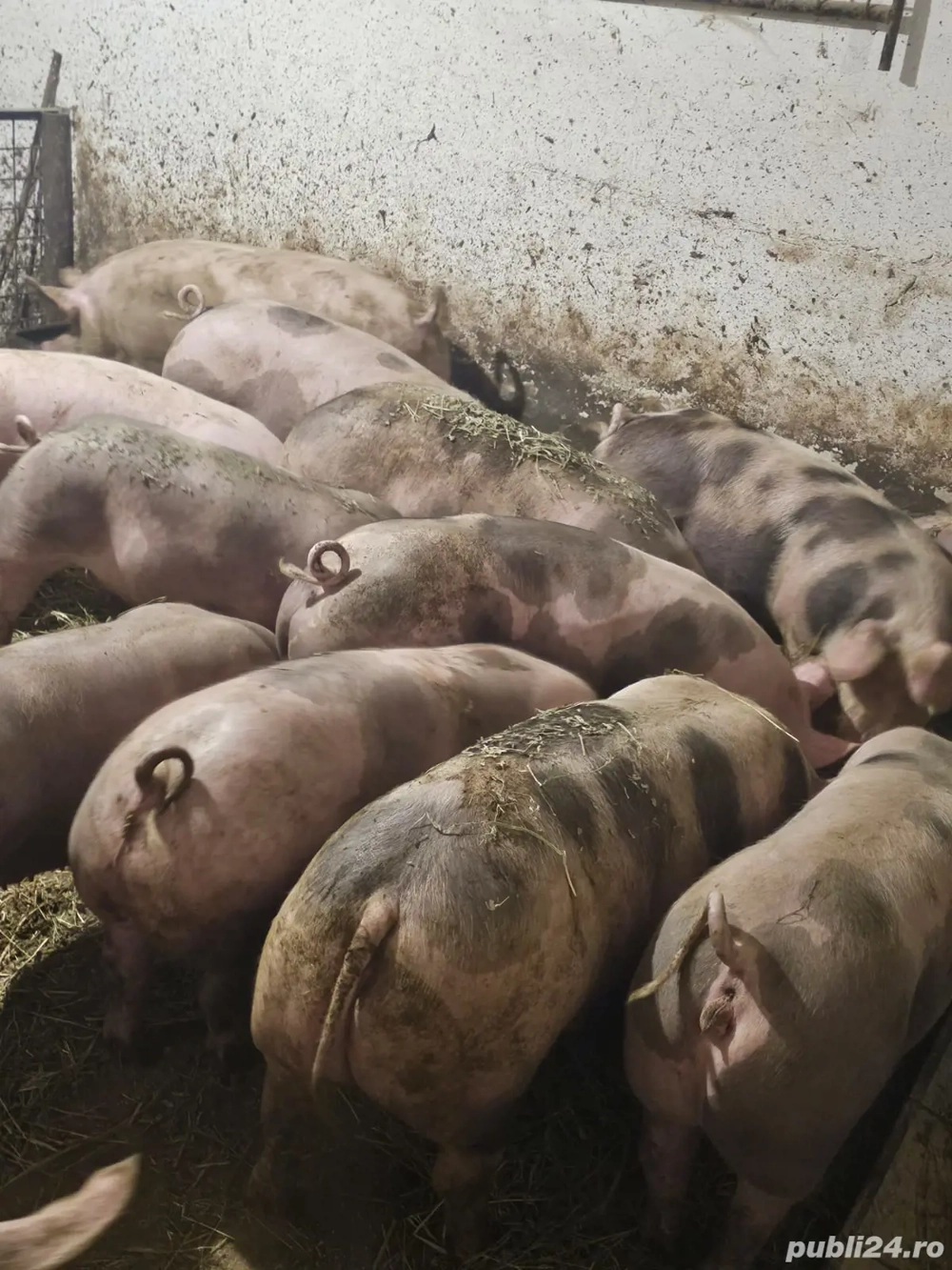 vand porci si purcei