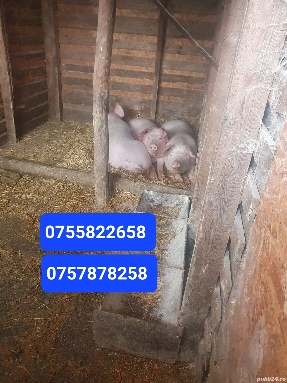 Porci si purcei de vanzare