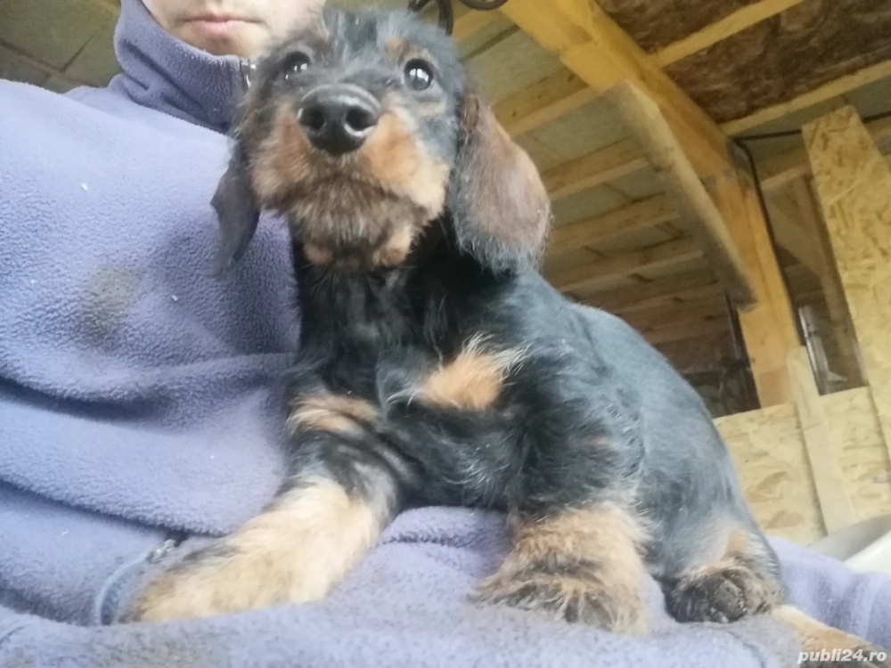 Cățel Teckel Standard păr sârmos cu Pedigree FCI 