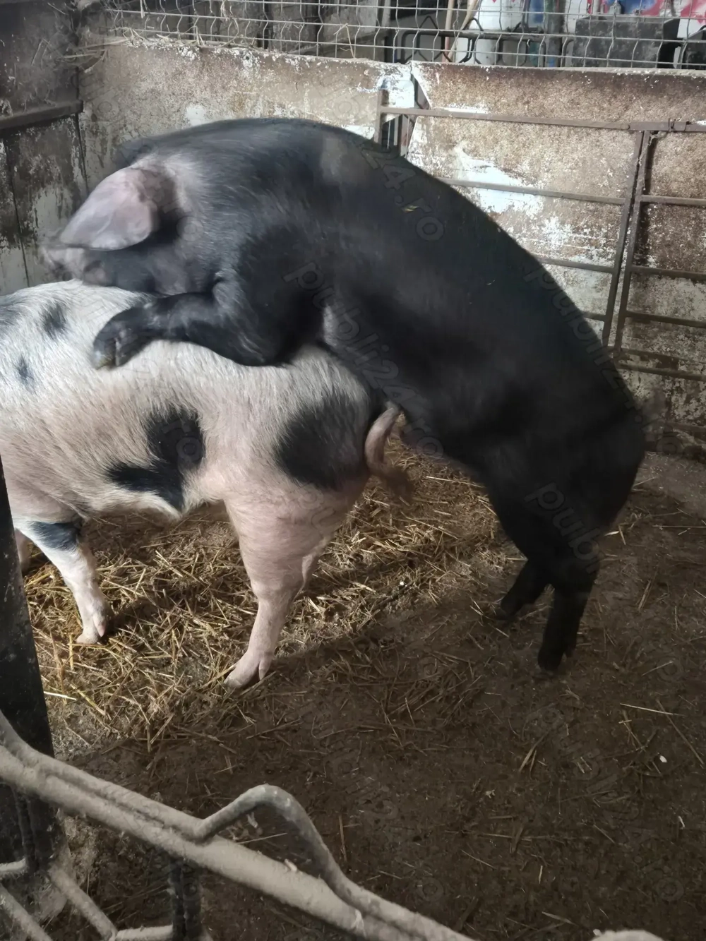   Vieri IBERIC si Serano 