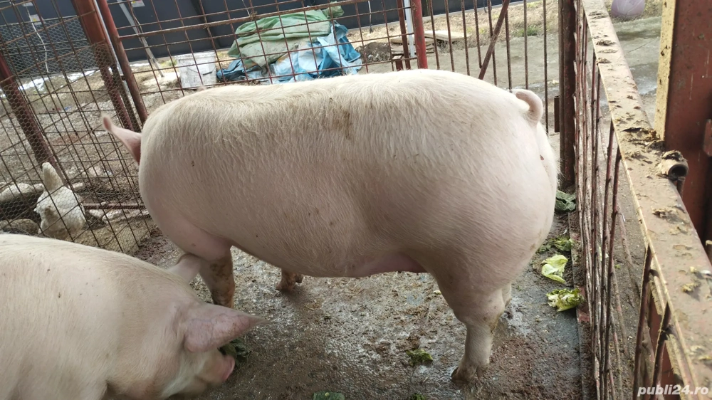Porci de vanzare 