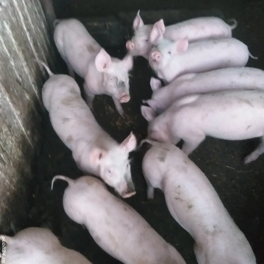 Vînd purcei 25-30 kg