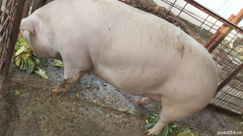 Porci de carne diferite rase și mărimi crescuți în gospodăria proprie 