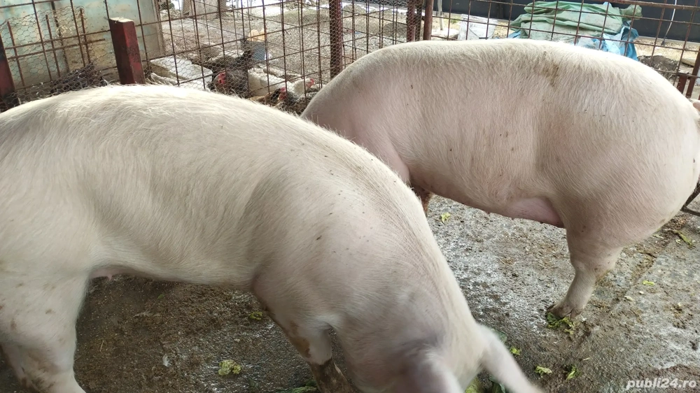 Porci de carne crescuți în gospodarie 